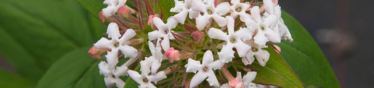 Buy abelias from RHSplants.co.uk