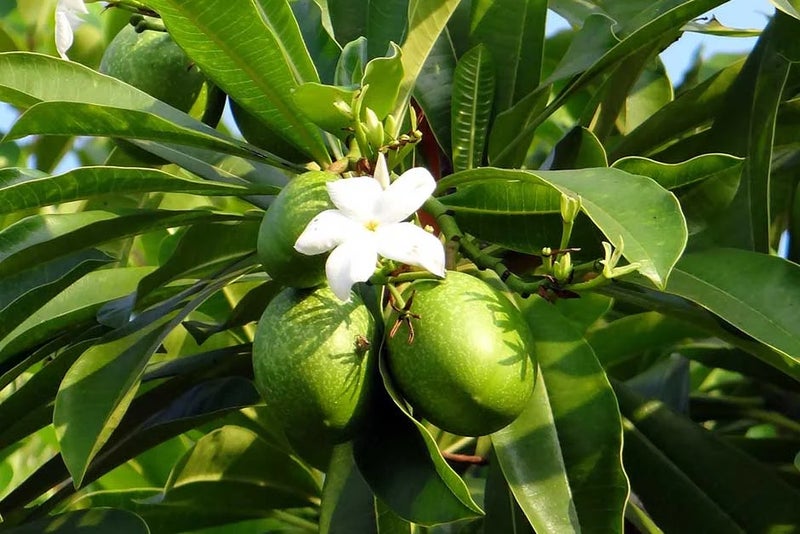 Fatal fruit