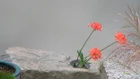 Thumbnail for slide 3
