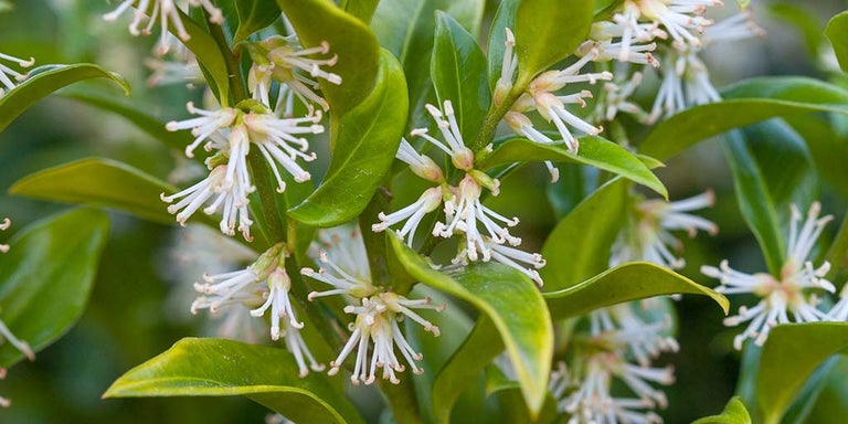 Buy sarcococca from RHSplants.co.uk