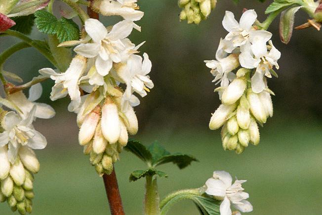 Snow-white flowers