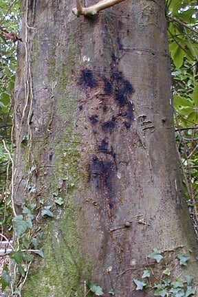 Phytophthora Bleeding Canker: Control Tips | RHS Advice