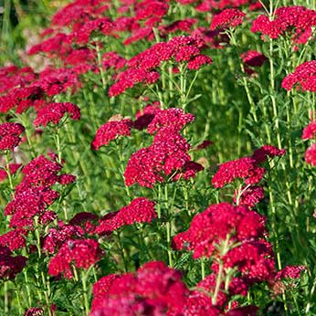 Introducing perennials