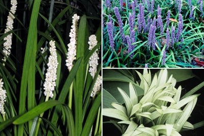 Liriope by flower and leaf colour