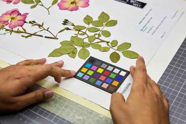 Promoting garden plant diversity