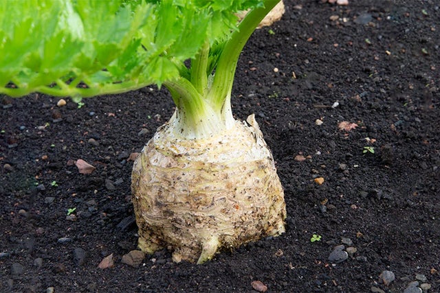 Buy fruit and veg to grow from RHS Plants