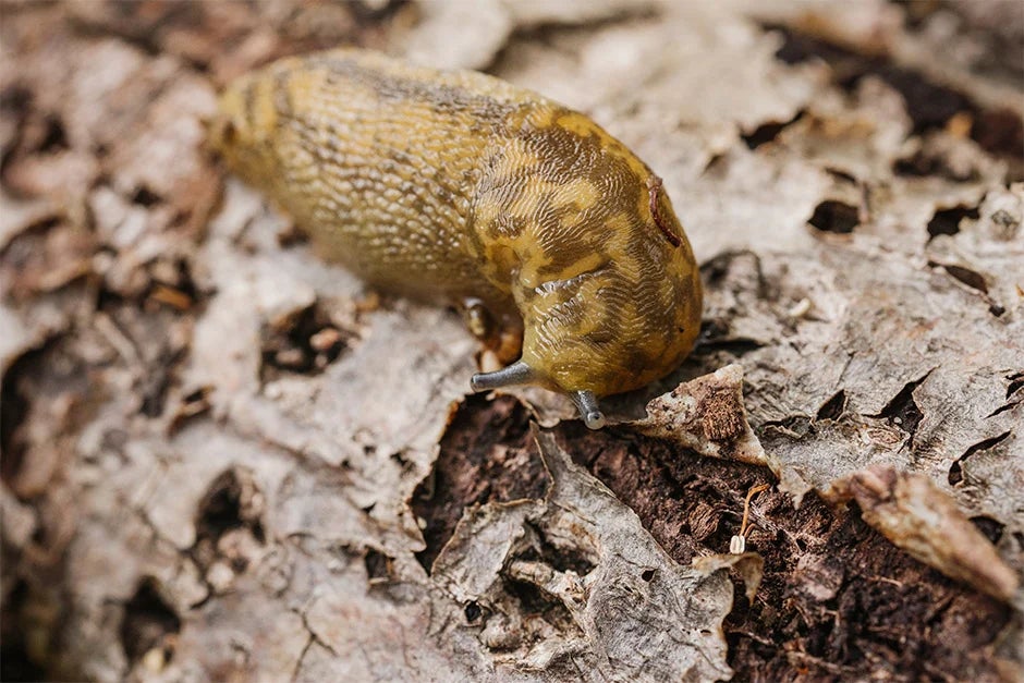 Green cellar slug (Limacus maculatus)