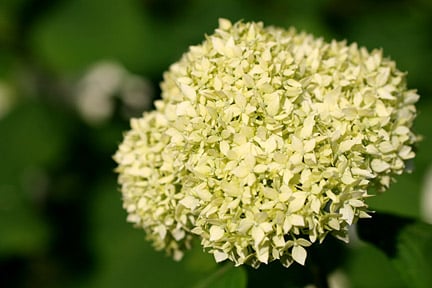 Hydrangea / RHS Plant Guide