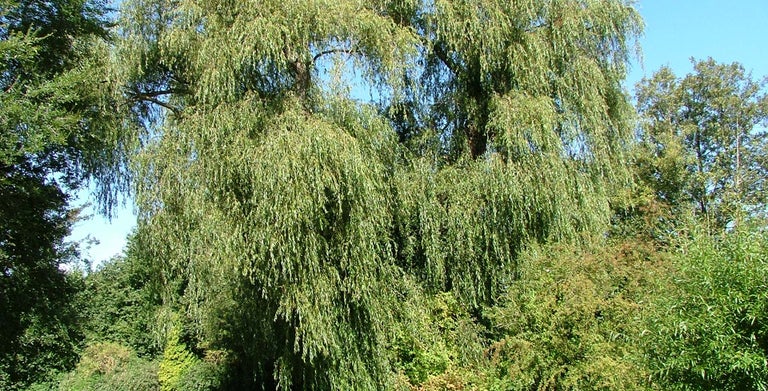 Willow trees