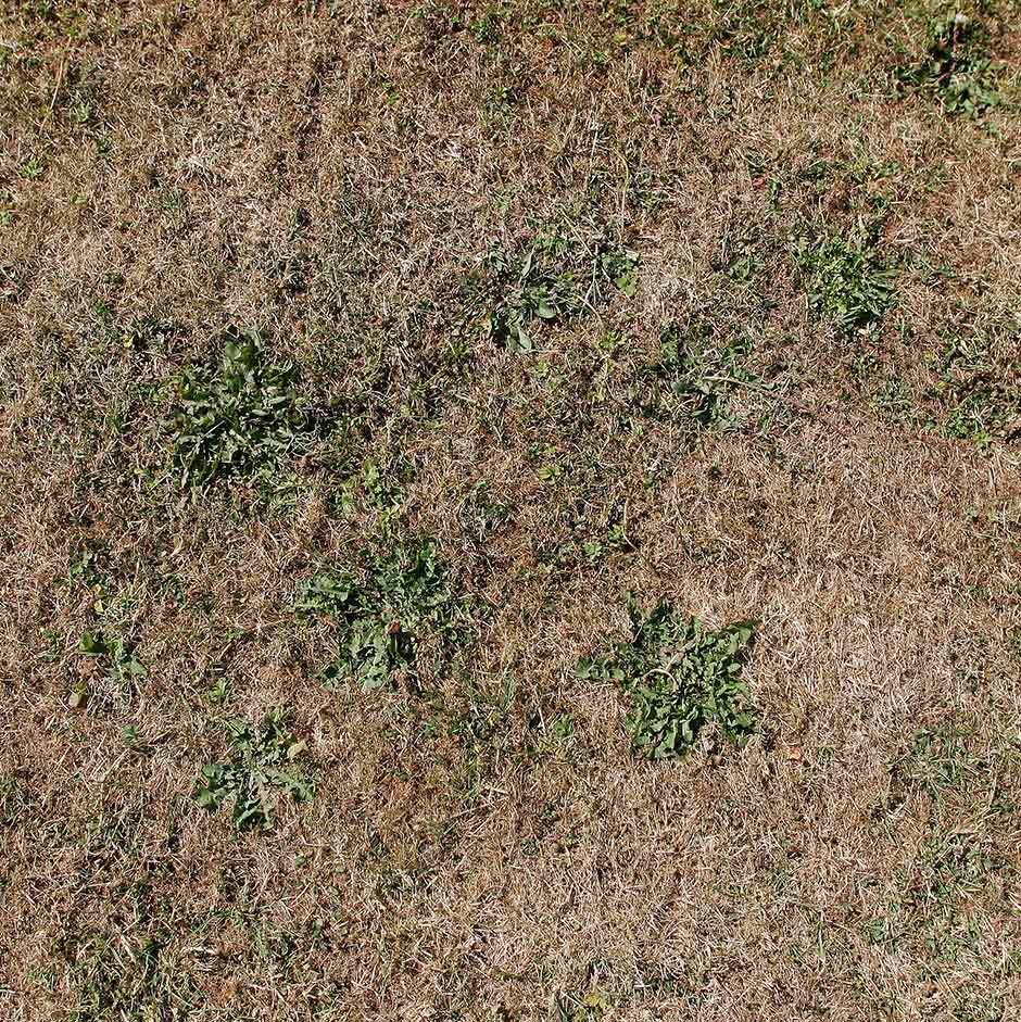 Repairing Lawns: Reseeding and Returfing | RHS Advice