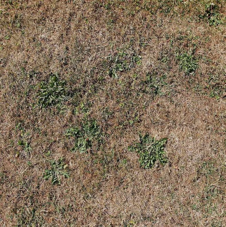 Dead patches in lawns