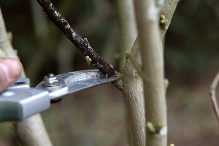 Coppicing: A Guide to Regenerative Pruning | RHS Advice