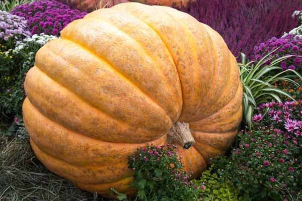 ‘Atlantic Giant’