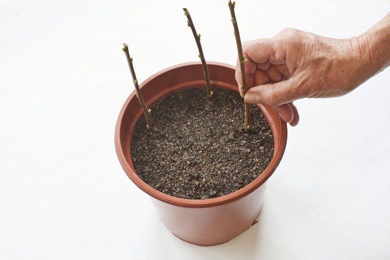 How to grow redcurrants | RHS Guide