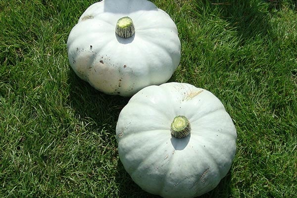 ‘Crown Prince’ AGM