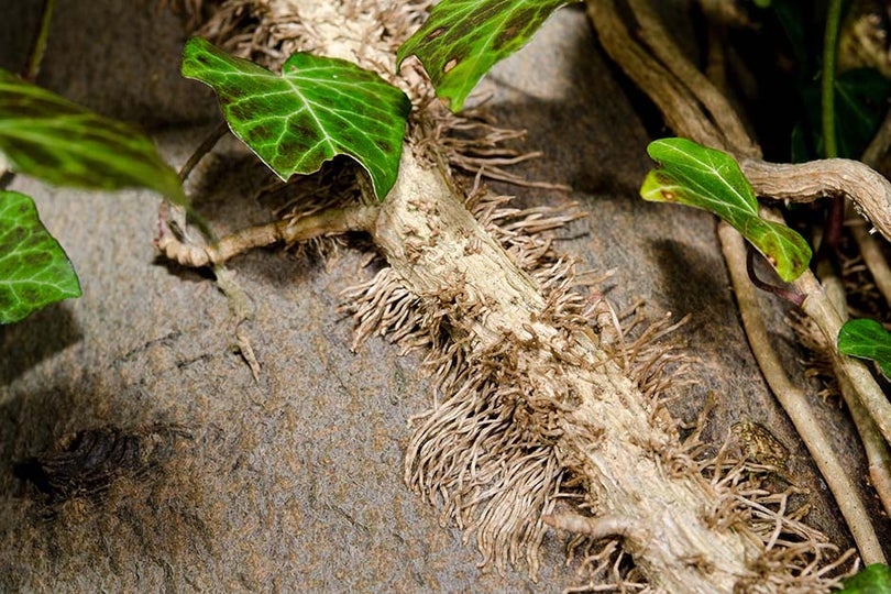 Ivy on Trees and as Groundcover | RHS Advice