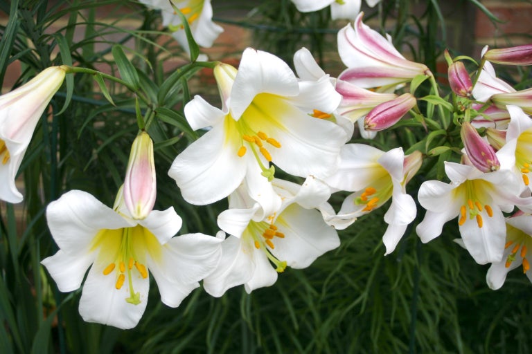 Buy lilies from RHSplants.co.uk