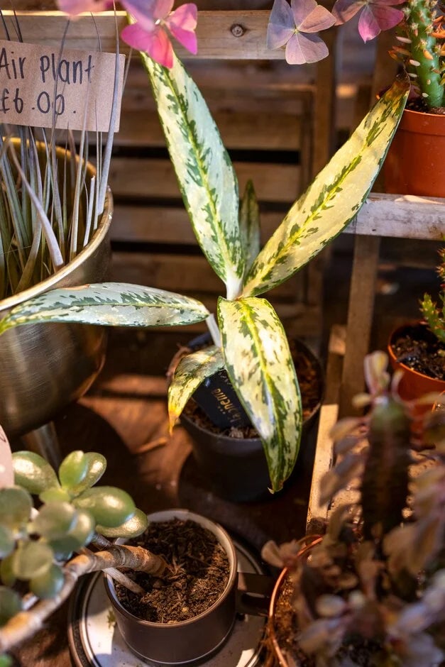 5. Aglaonema (Chinese evergreen plant)