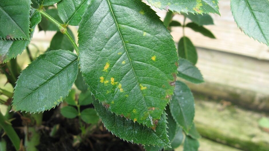 Lincoln Roses Rust Rose rust: Symptoms & Control | RHS Advice