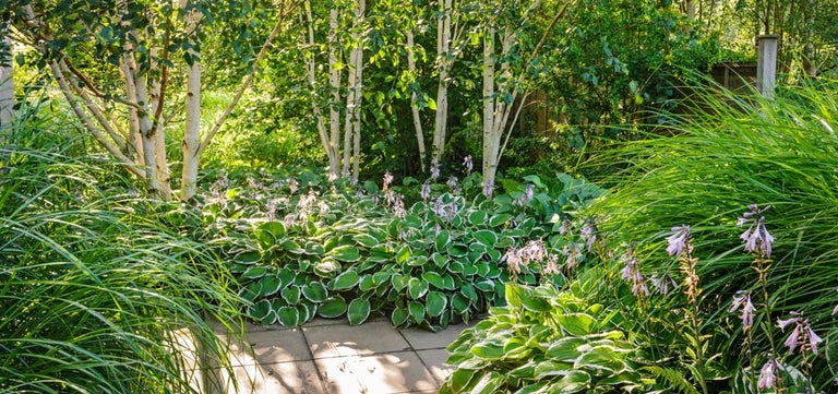 Inspiring ideas for woodland gardens