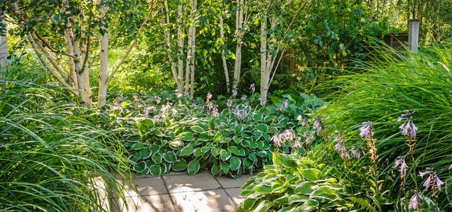 Inspiring ideas for woodland gardens