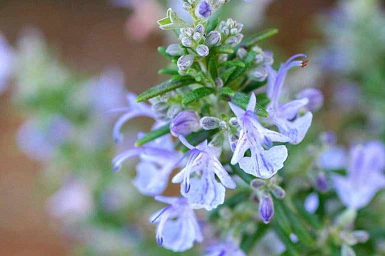 Buy rosemary at RHSplants.co.uk
