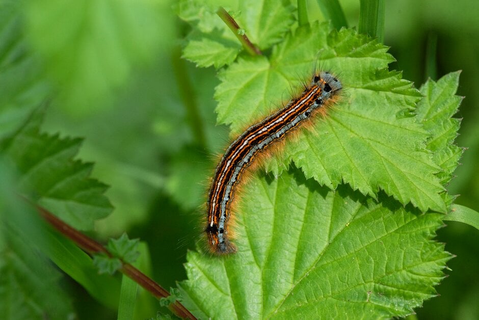 Cutworms | RHS Advice
