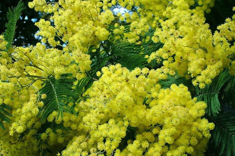 The florists’ choice