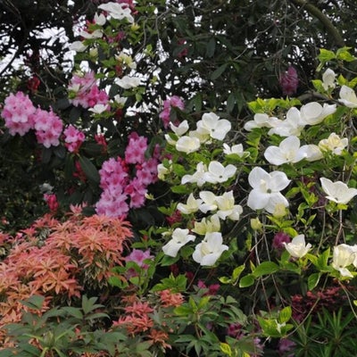 <i>Pieris</i>, <i>Rhododendron</i> and <i>Cornus kousa</i> thrive in acid soils