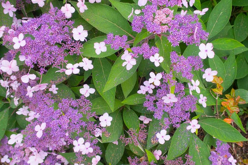 Textured blooms