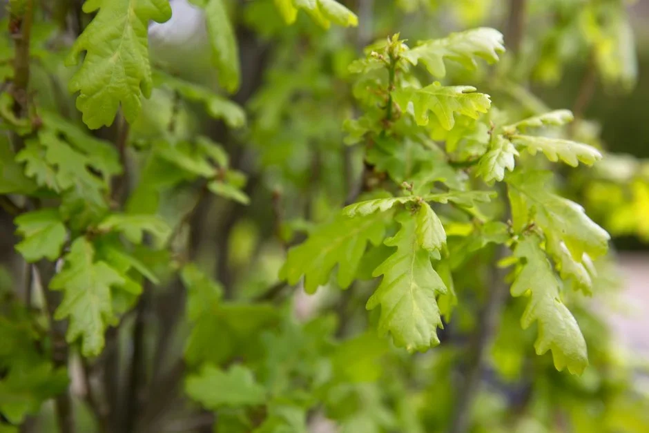 6. Plant a tree