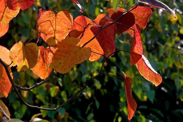 Learn about garden trees