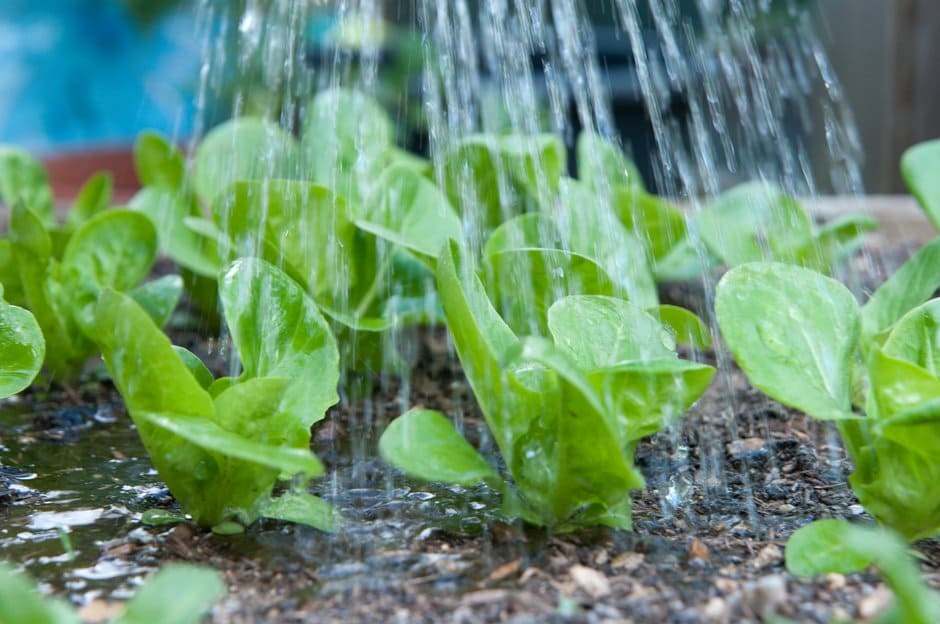 Watering Process Garden watering methods | RHS Advice