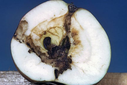 Bitter Pit in Apples: Prevention Tips | RHS Advice