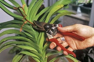 How to grow codiaeum / RHS Growing Guide