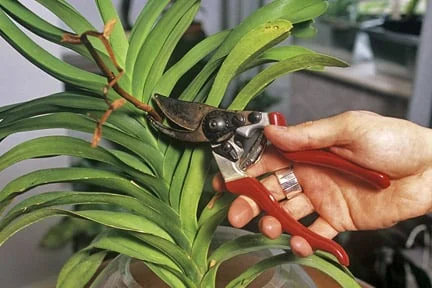 A little general maintenance, such as removing dead flower stalks, helps ensure plants are in good condition for when you return from holiday. Credit: RHS/Tim Sandall.