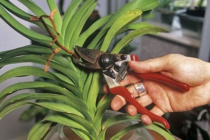 A little general maintenance, such as removing dead flower stalks, helps ensure plants are in good condition for when you return from holiday. Credit: RHS/Tim Sandall.