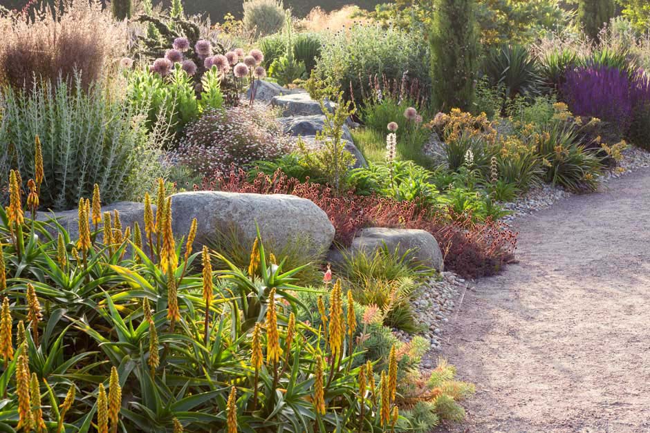 A garden with rocks and plants