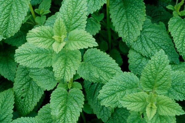 Lemon balm