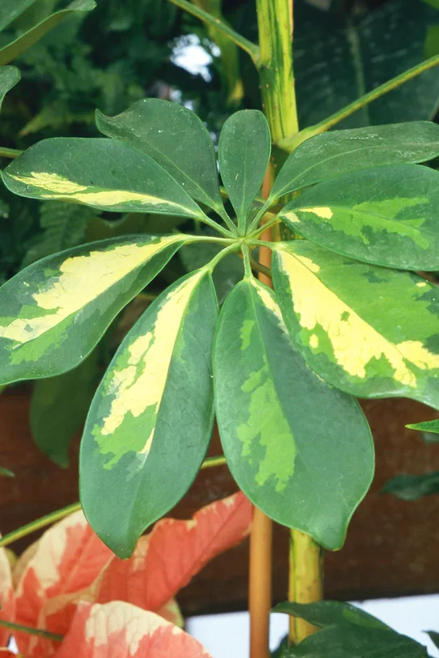 4. Umbrella tree (Heptapleurum)