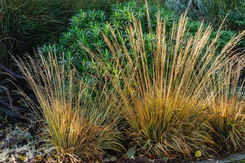 Purple moor grass