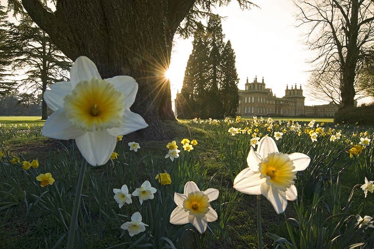 RHS Daffodil Diaries