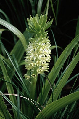<em>Eucomis</em>