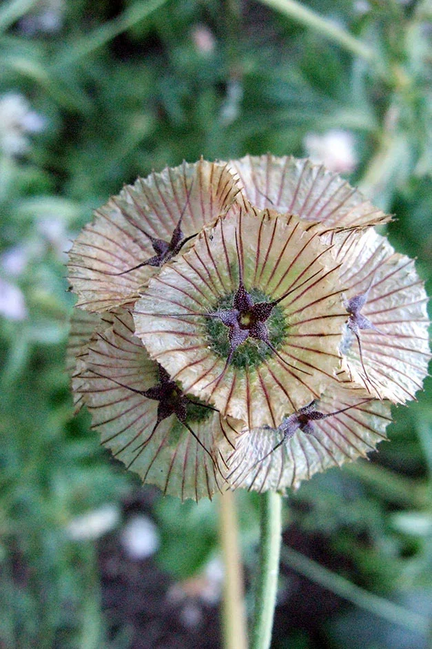 Scabiosa stellata ‘Sternkugel’