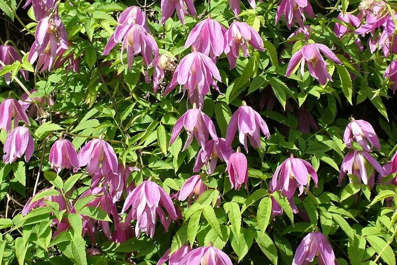 Prolific petals