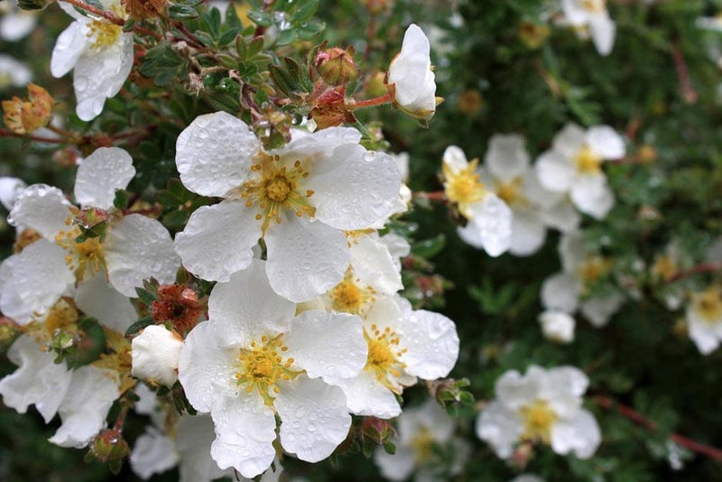 Neat, prolific and long-flowering