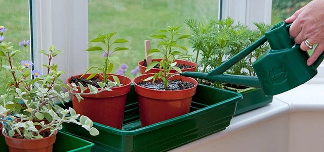 How to care for school gardens during holidays