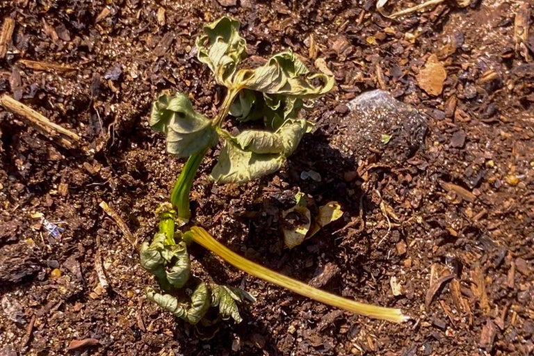 Liz’s Allotment Life: Knowing when to sow in a heatwave