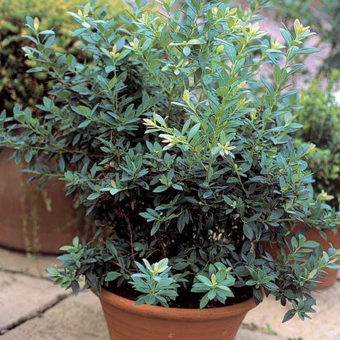 How to plant up a container: Expert Guide | RHS Advice
