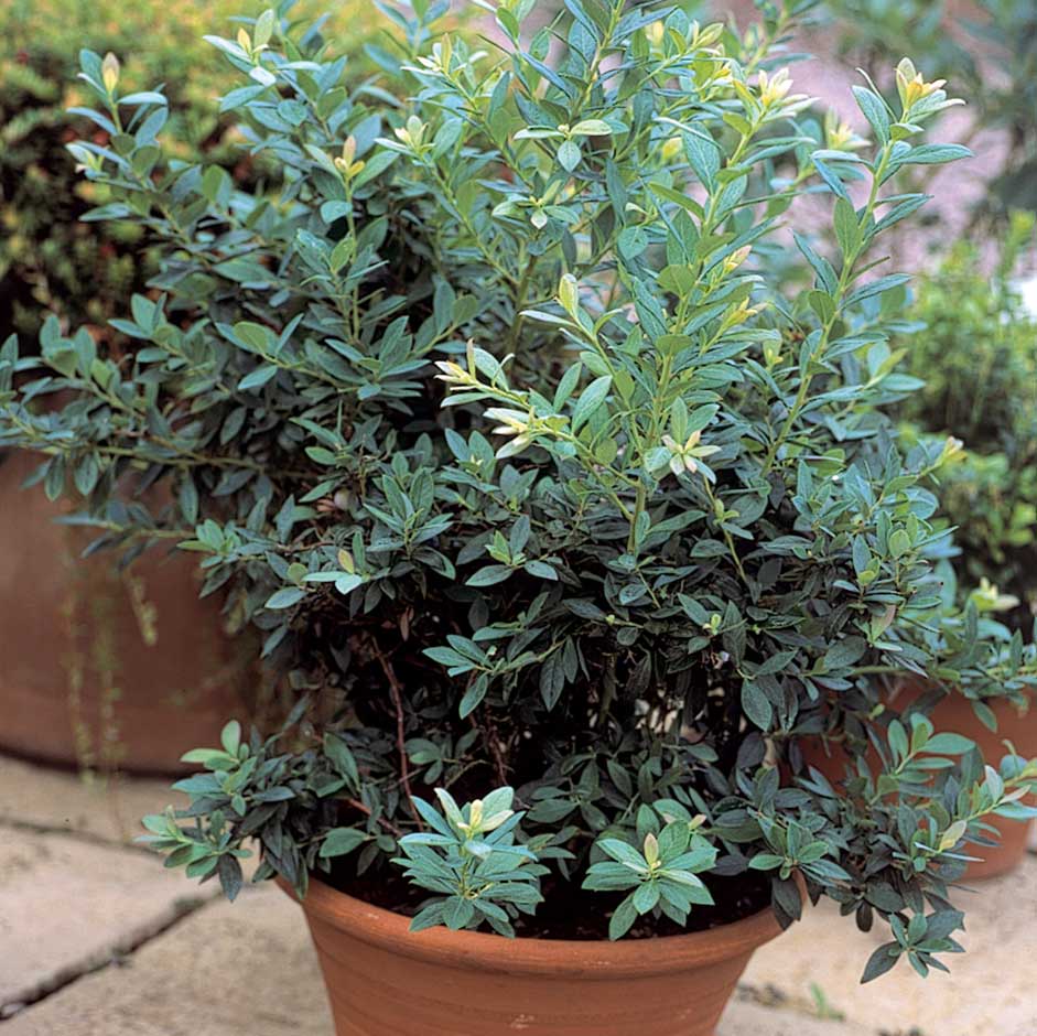 Blueberries are a good choice for growing in containers